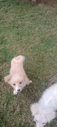 Purebred Japanese Spitz - 6-12 Months Female - 4