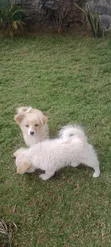 Purebred Japanese Spitz - 6-12 Months Female - 5