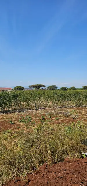 Eka 7 Barabara ya Meru-Ruiri-Isiolo, Timau