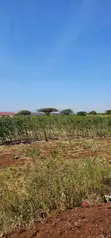 Eka 7 Barabara ya Meru-Ruiri-Isiolo, Timau - 1