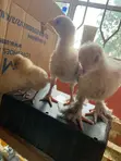 Vifaranga wa Mseto wa Brahman - Siku 1-7 - 1