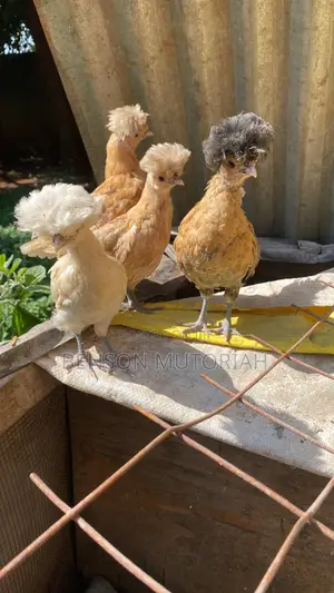 Pure Breed Polish Bantam Chicks (1-7 Days Old)