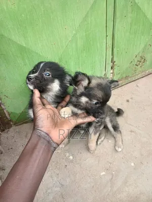 Mbwa Mchanganyiko wa Kiume (Maltese) - Miezi 1-3