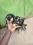 Mbwa Mchanganyiko wa Kiume (Maltese) - Miezi 1-3 - 1