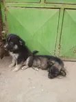 Mbwa Mchanganyiko wa Kiume (Maltese) - Miezi 1-3 - 2