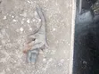 Toyota, Nissan, Mazda Handbrake Assembly - 3