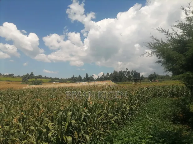Maize for Silage - 1.6 Acres - 1
