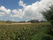 Maize for Silage - 1.6 Acres - 1
