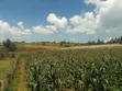 Maize for Silage - 1.6 Acres - 2