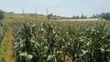 Maize for Silage - 1.6 Acres - 3