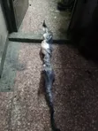 Mazda Atenza Steering Rack - Ex Japan - 2