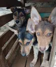 1-3 Months Female Purebred German Shepherd Puppy - 1