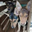 1-3 Months Female Purebred German Shepherd Puppy - 2