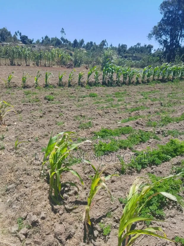 Eneo la 1/2 Acre Linauzwa, Magumu - 1