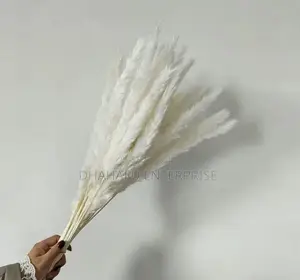 Dried Mini Pampas Grass (10pcs)