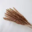 Dried Mini Pampas Grass (10pcs) - 3