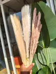 Dried Mini Pampas Grass (10pcs) - 5