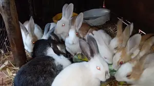 Rabbits for Sale (Growers)