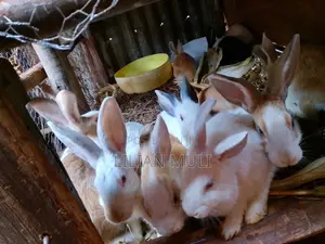 Rabbits for Sale - 4 and 2 Months Old