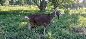 Pregnant Toggenburg Female Goat for Sale