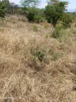 Eneo la 1.5 Eka linauzwa Masii, Kaunti ya Machakos - 2