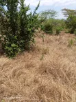 Eneo la 1.5 Eka linauzwa Masii, Kaunti ya Machakos - 3