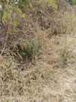 2 Acres Kola, Machakos County - Per Acre Sale - 3