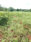 100 Acres Emali, Mombasa Road Frontage - KES 2.8M/Acre - 1