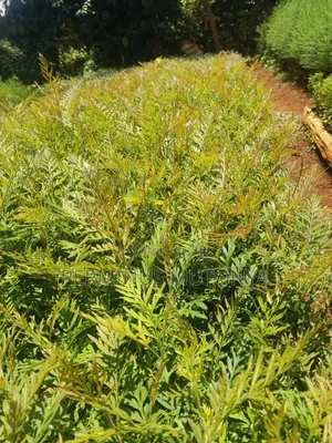 Grevillea Robusta Mbegu