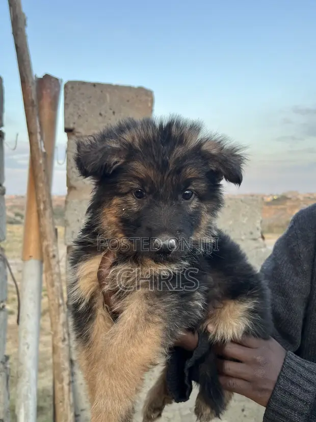 Female Purebred German Shepherd Puppy (1-3 Months) - 1