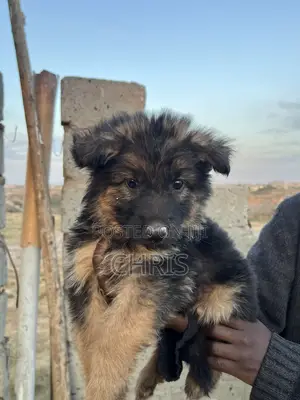 Female Purebred German Shepherd Puppy (1-3 Months)