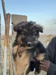 Female Purebred German Shepherd Puppy (1-3 Months) - 1