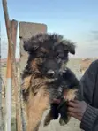 Female Purebred German Shepherd Puppy (1-3 Months) - 2