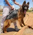 Female Purebred German Shepherd Puppy (1-3 Months) - 3