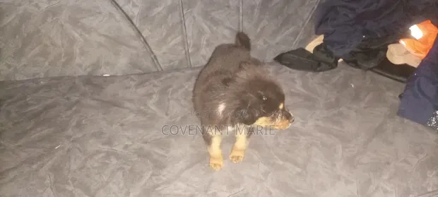 Purebred Rottweiler Puppy - 1-3 Months Old - 1