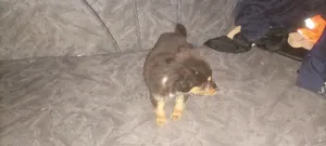 Purebred Rottweiler Puppy - 1-3 Months Old