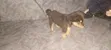 Purebred Rottweiler Puppy - 1-3 Months Old - 3