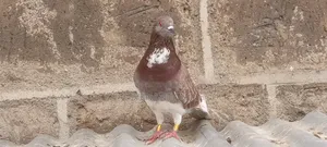 Njiwa Wawili Wazuri - Jike na Dume