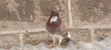 Beautiful Pigeon Pair - Male & Female - 1