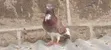 Beautiful Pigeon Pair - Male & Female - 2