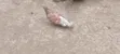 Beautiful Pigeon Pair - Male & Female - 3