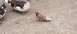 Beautiful Pigeon Pair - Male & Female - 4