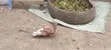 Beautiful Pigeon Pair - Male & Female - 5
