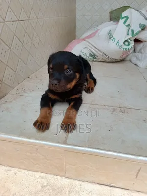 Purebred Rottweiler Puppy (1-3 Months)