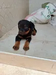 Purebred Rottweiler Puppy (1-3 Months) - 1