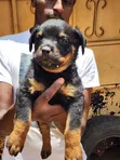 Purebred Rottweiler Puppy (1-3 Months) - 3