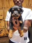 Purebred Rottweiler Puppy (1-3 Months) - 4
