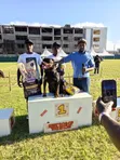 Purebred Rottweiler Puppy (1-3 Months) - 5