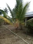 Prime 5-Acre Farm for Sale - Ngombe Matibeani, Kwale County - 3