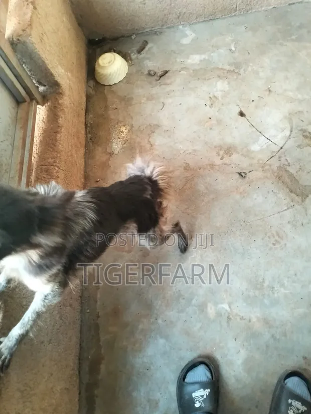 Female Purebred Japanese Spitz, 1+ Year Old - 1